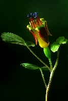 Fuchsia procumbens
